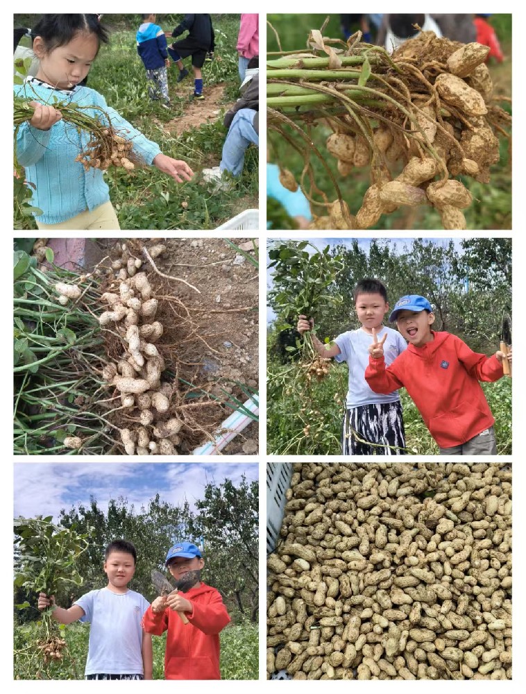 農(nóng)耕文化療愈身心；共享菜園，播種福田