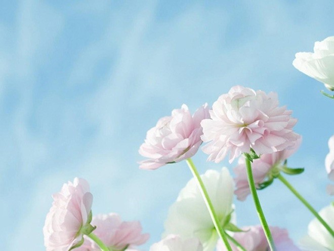 養(yǎng)花人的12種性格，你屬于哪一種？