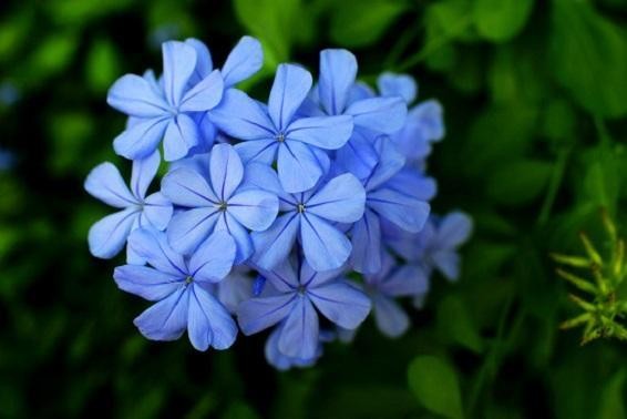 這幾種花不僅美，還養(yǎng)得久。