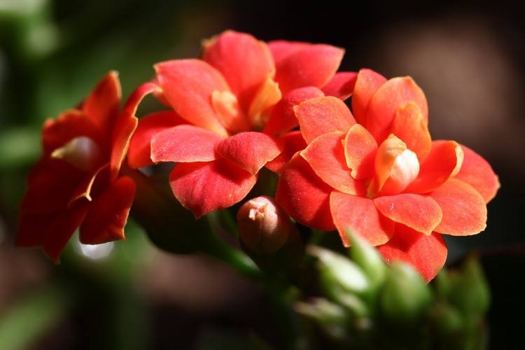 做足這幾點(diǎn)，長(zhǎng)壽花開(kāi)花不斷